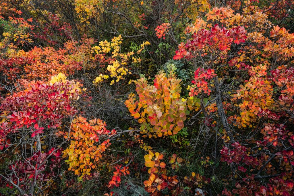 antoniodare-colours from carso-1